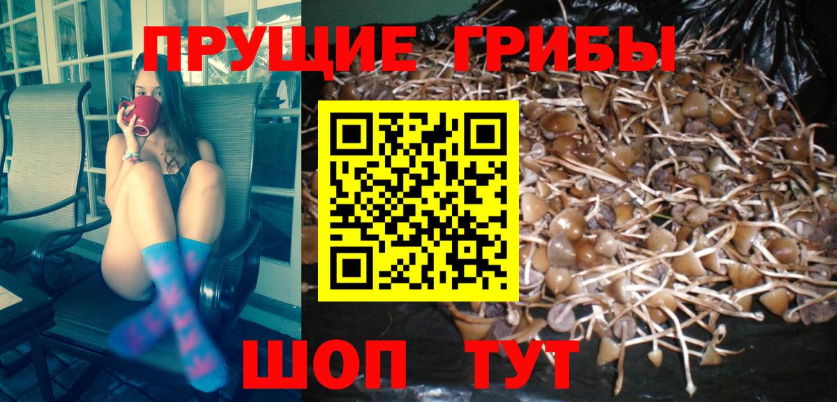 Элиста  хочу   Вход с VPN  Галлюциногенные грибы Cubensis 